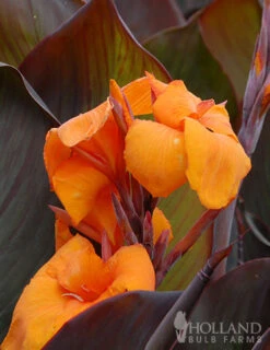 Menu Tropical Dream Garden Collection -Gardening Series Store 73112 wyoming canna 5
