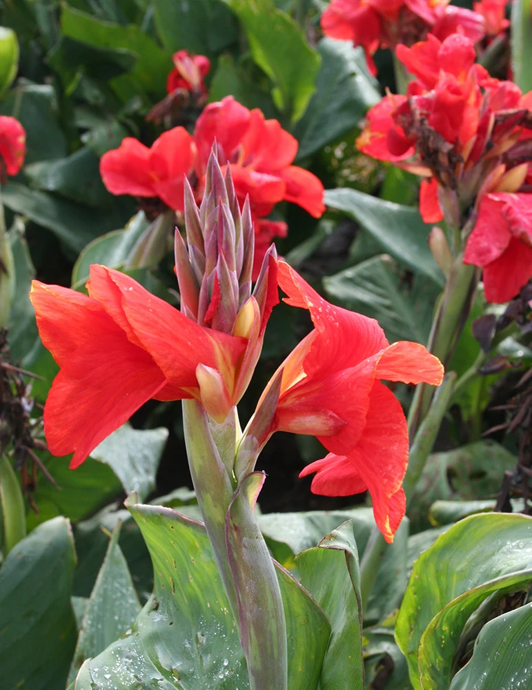 Menu Red Hot Canna Collection 8 Menu Red Hot Canna Collection - Image 6