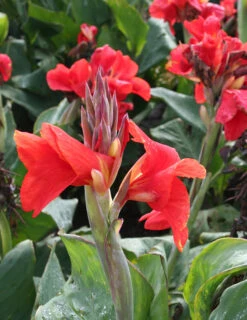 Menu The President Canna -Gardening Series Store 73113 2