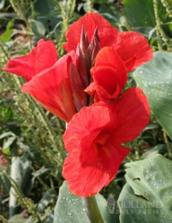 Menu Red Hot Canna Collection 15 Menu Red Hot Canna Collection -Gardening Series Store 73113 the president canna 1