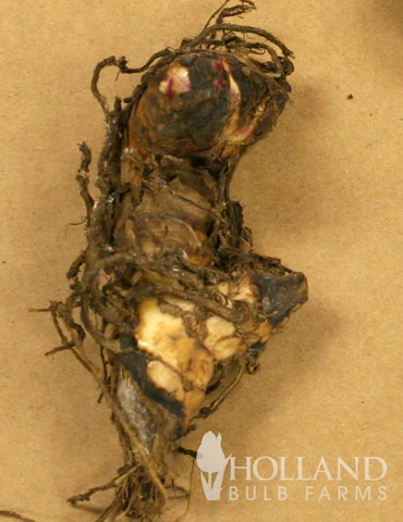 Menu Los Angeles Canna 4 Menu Los Angeles Canna - Image 2