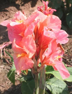 Menu Soft & Sweet Canna Collection -Gardening Series Store 73114 los angeles canna 4