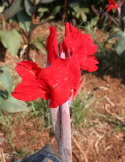 Menu Red Hot Canna Collection 19 Menu Red Hot Canna Collection -Gardening Series Store 73119 2