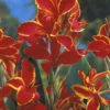 Menu Lucifer Dwarf Canna 2 Menu Lucifer Dwarf Canna -Gardening Series Store 73121 lucifer dwarf canna