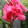 Menu Shell Pink Dwarf Canna -Gardening Series Store 73122