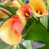 Menu Flame Calla Lilies -Gardening Series Store 73123 1 1