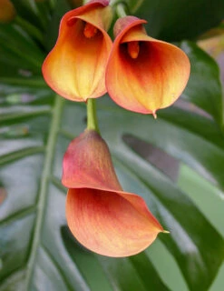 Menu Juicy Fruit Calla Collection -Gardening Series Store 73123 2
