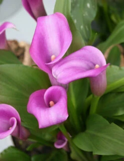 Menu Crystal Clear Calla Lily Collection -Gardening Series Store 73124 1 2