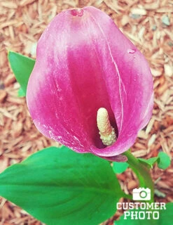 Menu Juicy Fruit Calla Collection -Gardening Series Store 73124 2018 07 18 lavender gem calla lily sara 2 3