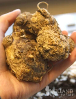 Menu Fairytale Calla Lily Collection -Gardening Series Store 73124 lavender gem calla lilies 2