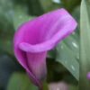 Menu Lavender Gem Calla Lilies -Gardening Series Store 73124 lavender gem calla lilies 5
