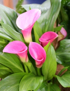 Menu Crystal Clear Calla Lily Collection -Gardening Series Store 73130 1