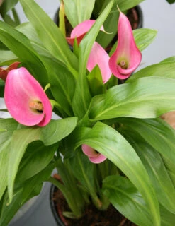 Menu Bridget's Purple Passion Trio -Gardening Series Store 73130 2 3