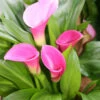 Menu Garnet Glow Calla Lilies -Gardening Series Store 73130 3