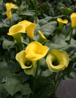Menu Juicy Fruit Calla Collection -Gardening Series Store 73134 1 1
