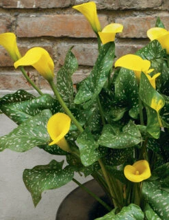 Menu Juicy Fruit Calla Collection -Gardening Series Store 73134 3 1