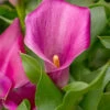 Menu Lipstick Calla Lily -Gardening Series Store 73136 lipstick calla lily 3 1