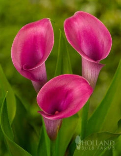Menu A Lady's Favorite Calla Collection -Gardening Series Store 73136 lipstick calla lily 4