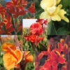 Menu Crazy For Cannas Collection -Gardening Series Store 73141 crazy for cannas collection