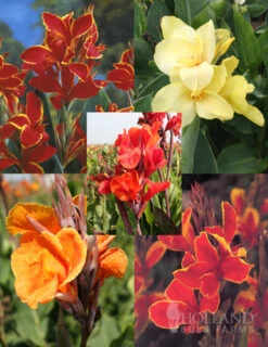 Gardening Series Store 20 Menu Crazy For Cannas Collection