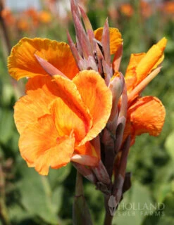 Menu Crazy For Cannas Collection -Gardening Series Store 73141 crazy for cannas collection 5