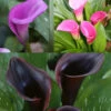 Menu Fairytale Calla Lily Collection -Gardening Series Store 73142 2