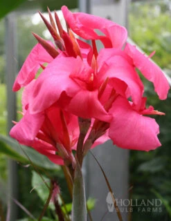 Gardening Series Store -Gardening Series Store 73144 pink canna collection 2