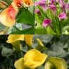 Menu Juicy Fruit Calla Collection -Gardening Series Store 73146