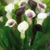Menu Deluxe Exclusive Calla Combo -Gardening Series Store 73149 deluxe exclusive calla combo