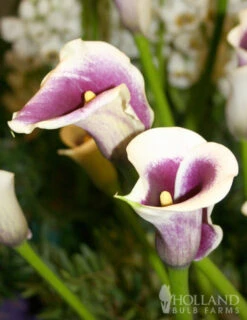 Menu Deluxe Exclusive Calla Combo -Gardening Series Store 73149 deluxe exclusive calla combo 3