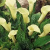 Menu Albomaculata Calla Lily -Gardening Series Store 73151 albomaculata calla lily
