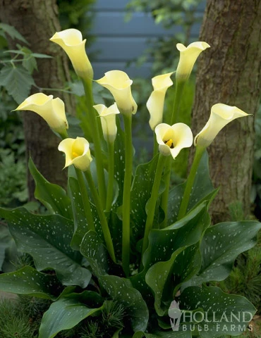 Menu Summer Patio Container Garden 16 Menu Summer Patio Container Garden - Image 14