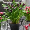 Menu Dubai Nights Calla Lilies -Gardening Series Store 73153 dubai nights calla lilies