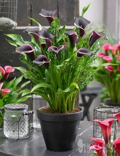 Menu Dubai Nights Calla Lilies