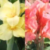 Menu Soft & Sweet Canna Collection -Gardening Series Store 73156 soft and sweet canna collection
