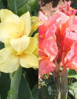 Gardening Series Store 18 Menu Soft & Sweet Canna Collection