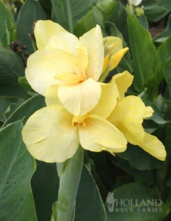 Menu Soft & Sweet Canna Collection -Gardening Series Store 73156 soft and sweet canna collection 3