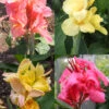 Menu Dwarf Canna Collection 1 Menu Dwarf Canna Collection -Gardening Series Store 73158