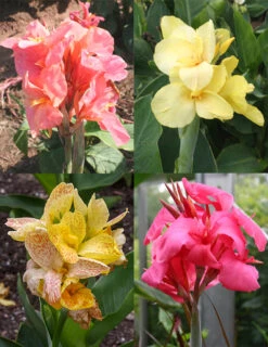 Gardening Series Store 38 Menu Dwarf Canna Collection