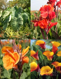 Gardening Series Store 28 Menu Tropical Dream Garden Collection