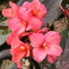 Menu Pink Futurity Dwarf Canna -Gardening Series Store 73164 pink futurity dwarf canna