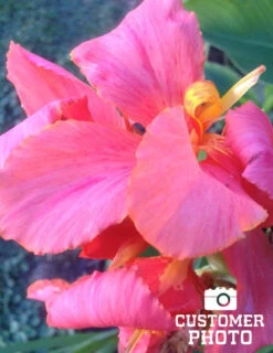 Menu Pink Canna Collection -Gardening Series Store 73164 pink futurity dwarf canna 2 2