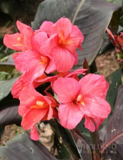 Menu Pink Canna Collection -Gardening Series Store 73164 pink futurity dwarf canna 3