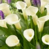 Menu Intimate Queen Calla Lily -Gardening Series Store 73167 intimate queen calla lily 2 1