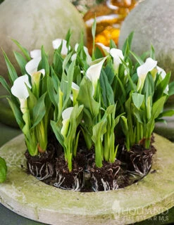 Menu A Lady's Favorite Calla Collection -Gardening Series Store 73167 intimate queen calla lily