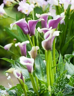 Menu Picasso Calla Lily -Gardening Series Store 73169 picasso calla lilies 2