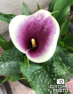 Menu Picasso Calla Lily -Gardening Series Store 73169 picasso calla lilies 3