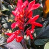 Menu Red Futurity Canna 1 Menu Red Futurity Canna -Gardening Series Store 73170 1 1