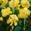 Menu Yellow Futurity Canna 2 Menu Yellow Futurity Canna -Gardening Series Store 73171