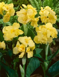 Menu Yellow Futurity Canna